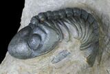 Dalejeproetus & Two Reedops Trilobite Association #174904-5